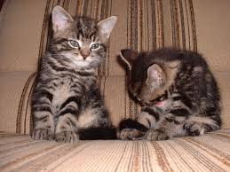 Cats