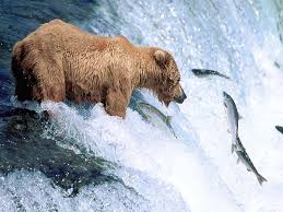 Les ours sont de grands mammif�res ...