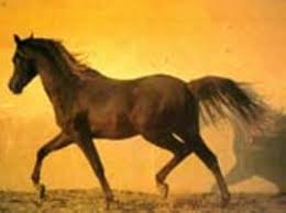 Le cheval gagnant