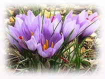 Les fleurs violettes s'�panouissent ...