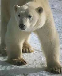 Les ours