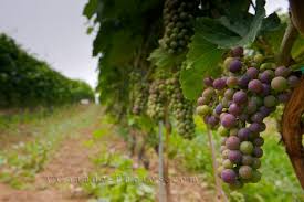 the keeper of  vineyards ;
