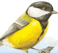 Oiseaux libres, Oiseaux libres: