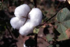 cottonboll