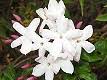 Jasmin blanc, Jasmin blanc