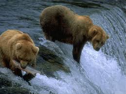 ... photo d'Ours.
