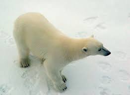 Rencontre avec un ours blanc