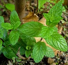 Menthe fraîche à l'état naturel