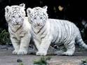 33627749le-tigre-blanc-royal-2-jpg.jpg
