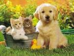 84251-Chiens-et-chats.jpg