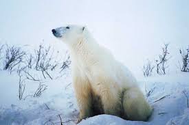 Pourtant, chaque automne, un ours ...