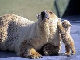 noctambules les ours, un ours chasse ...