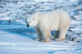 Pour ses vagabondages, L'ours blanc ...