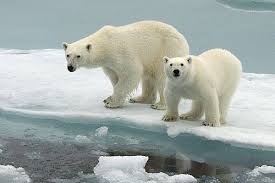 Ours blanc