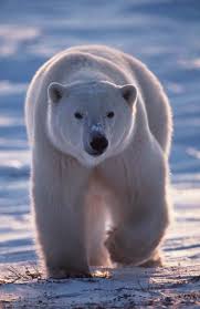 Ours polaires au Svalbard