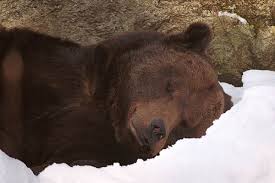 L'ours brun en France