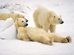 Des ours polaires