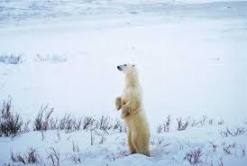 L'ours polaire a d'ailleurs une ...
