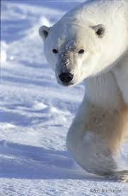 L'ours blanc devient une espèce ...